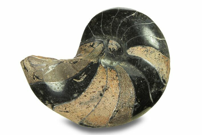 Polished Fossil Nautilus (Cymatoceras) - Unusual Black Color! #282447